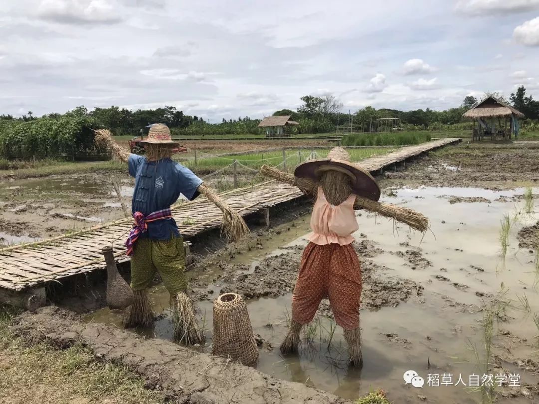 探访清迈Ginger Farm（2018.7.7）