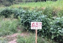 2023年七不姜春耕 明安農業告動物蟲鳥書:尊敬的諸位動物蟲鳥先生小姐們,七不小黃姜寶貝們 ...耕好自家心田 灑滿大千世界-七不姜 生姜養生網-明德CSA生態姜園&明安農業