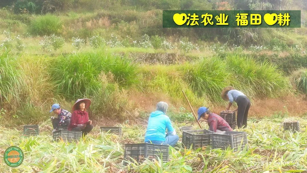 2024年新春福袋 七不姜全家福 礼装 龙重登场´◡` ꒰^ↀωↀ^꒱