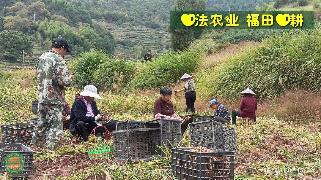 2024年新春福袋 七不姜全家福 礼装 龙重登场´◡` ꒰^ↀωↀ^꒱