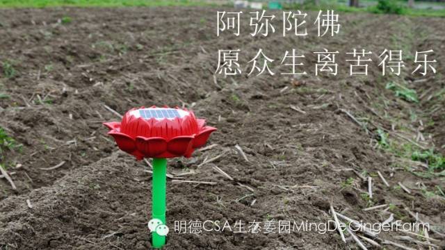 我们是谁？我们要干什么？关于我们-心法农业 七不姜 明德CSA生态姜园..还有心农人...