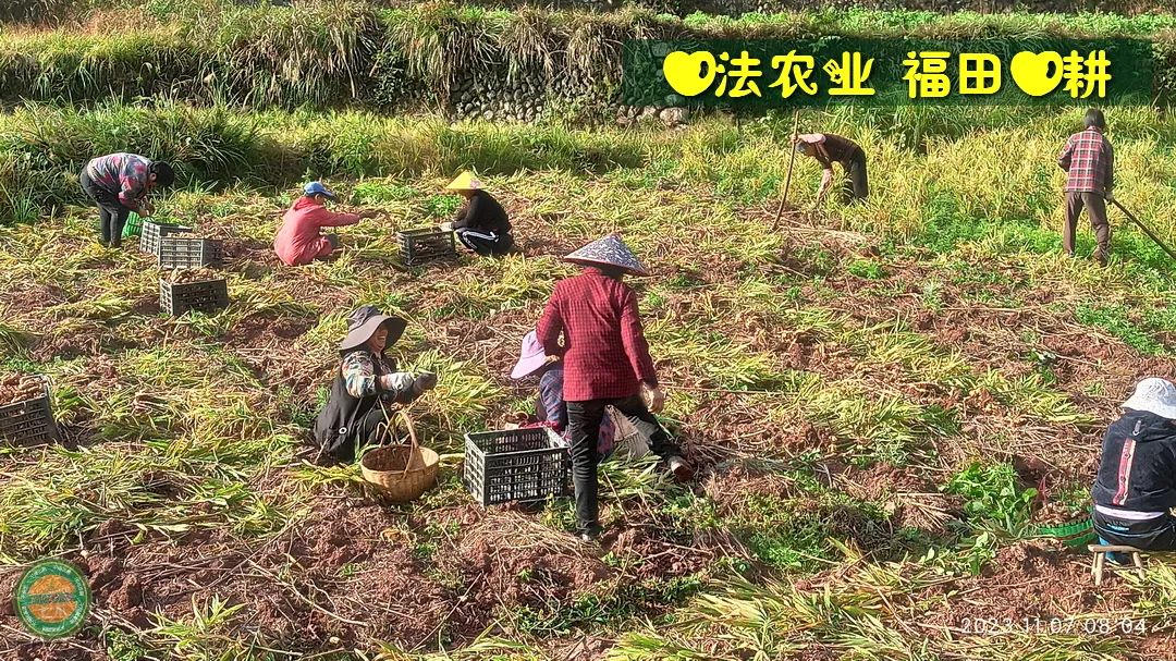 2024年新春福袋 七不姜全家福 礼装 龙重登场´◡` ꒰^ↀωↀ^꒱