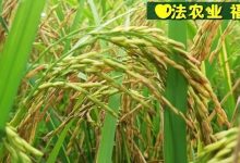 慶祝七不水稻 二級優質秈米 中浙優H7新上市-特惠五折預定，限時三天。可選1斤10斤及每月宅配送。-七不姜 生姜養生網-明德CSA生態姜園&明安農業