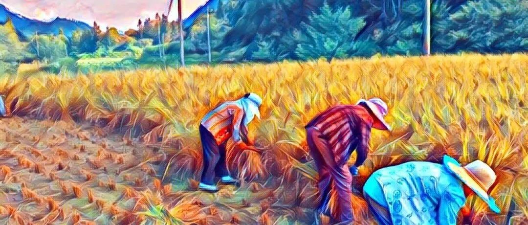 世界粮食日10月16日 特惠打包价 包邮 5斤鲜姜 +5斤 新鲜大米 自然生态安全健康 粮食-七不姜 生姜养生网-明德CSA生态姜园&明安农业