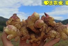 一年春作首 萬事行為先(●'?'●)4月春耕 防疫抗甲流 特惠折扣專場!繼續送世界名品-七不姜 生姜養生網-明德CSA生態姜園&明安農業