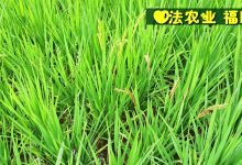 母草龜腸脫落在外康復案例2020年7月-七不姜 生姜養生網-明德CSA生態姜園&明安農業