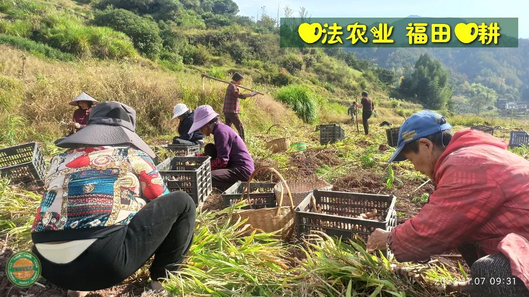 10月11月七不姜七不水稻秋收季！ 明安农业优惠 促销 折扣 送礼