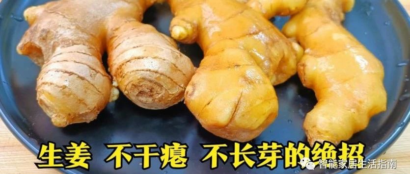 保存生姜不用放冰箱!教你訣竅,生姜不干癟不發芽,放一年都新鮮-七不姜 生姜養生網-明德CSA生態姜園&明安農業
