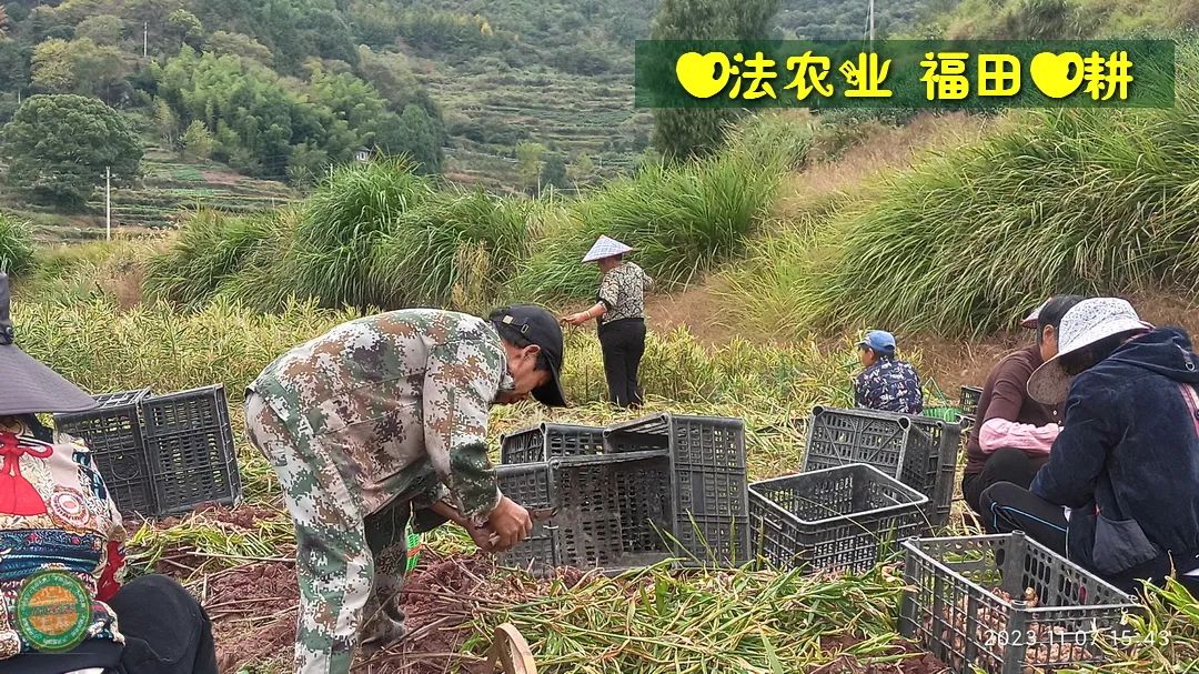 2024年新春福袋 七不姜全家福 礼装 龙重登场´◡` ꒰^ↀωↀ^꒱