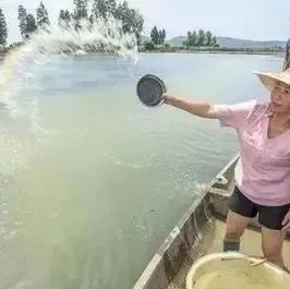 姜在水產養殖中大有好處,應該如何用來預防魚蝦疾病-七不姜 生姜養生網-明德CSA生態姜園&明安農業