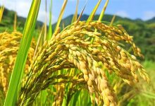 2022年新紅米/黑米/長粒香米 國慶秋收新上市,會員特惠,七不姜小黃姜 禮品卡 優惠劵 會員申請 折扣 積分2022年10月-七不姜 生姜養生網-明德CSA生態姜園&明安農業